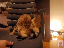 Mirando a un lindo gatito ... Jugar con Kitty por la mañana me hace no querer ir a trabajar.